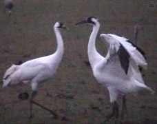birds