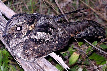 bird