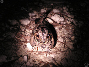 bird
