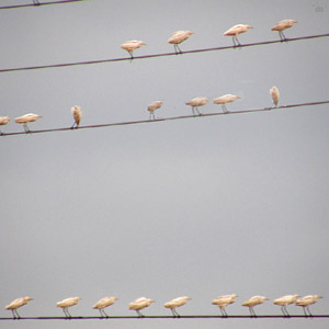 birds