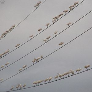 birds