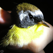 bird