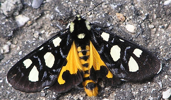 moth