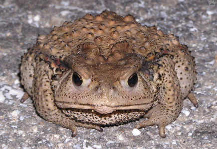 toad