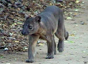 fossa