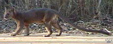 fossa