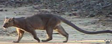 fossa