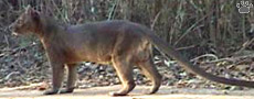 fossa