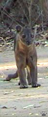 fossa