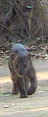 fossa