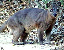 fossa