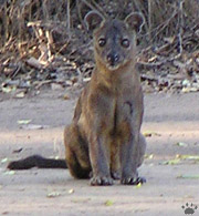 fossa