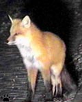 fox