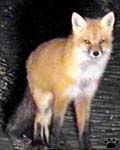 fox