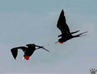 frigatebirds