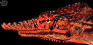 chameleon