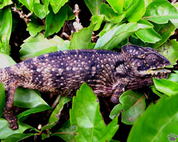 chameleon