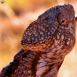 chameleon