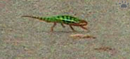 chameleon