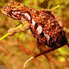 chameleon