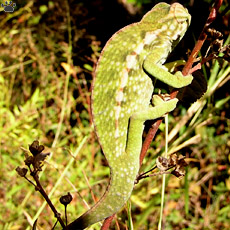 chameleon
