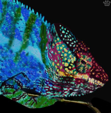 chameleon