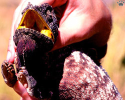 chameleon