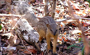 mongoose