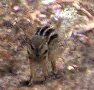 mongoose
