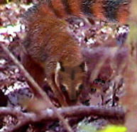 mongoose