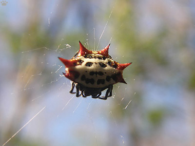 spider
