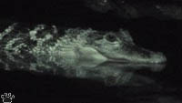 gator