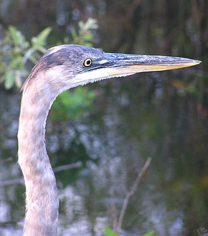 bird