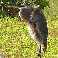bird