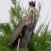bird
