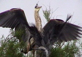 bird