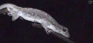 gecko