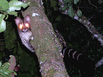 genet