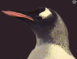 penguin