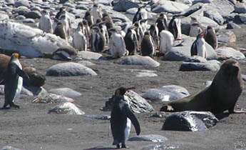 penguins