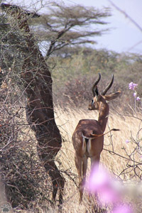 gazelle