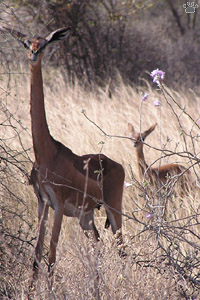 gazelle