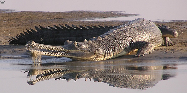 gharial