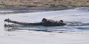 gharial