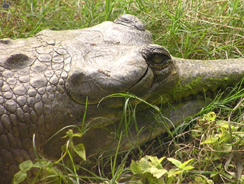 gharial