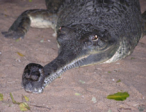 gharial