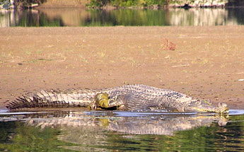 gharial