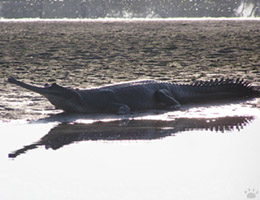 gharial