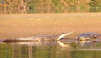 gharial