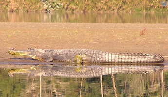 gharial